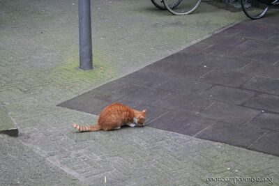 Playing with a cat with a green laser pointer.