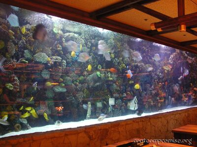 The fish tank in the Mirage lobby.