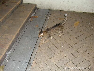 this cat was kool, it just wanted people to pet it.