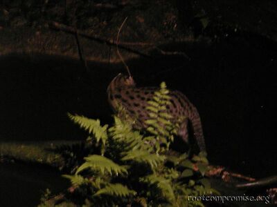 All my pictures came out like crap.  Olympus cameras suck for night shots.  It's a fishing cat.