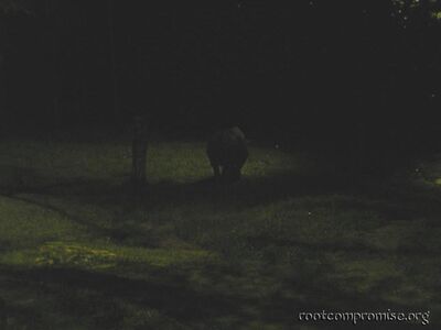 A rhino is in that blur somewhere.