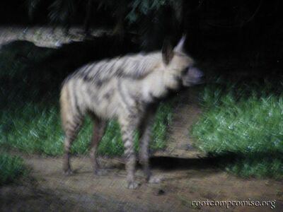 A hyena.
