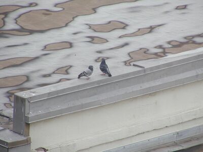 Pidgeons.