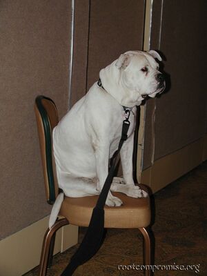 This dog just hung out at the conference, he was laid back.