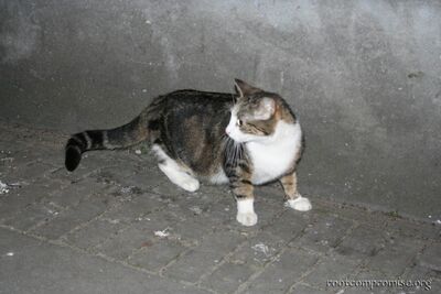 bh_europe_2005_202.jpg