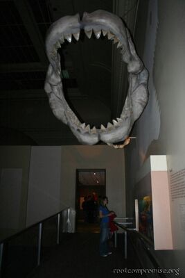 Megalodon Jaws.