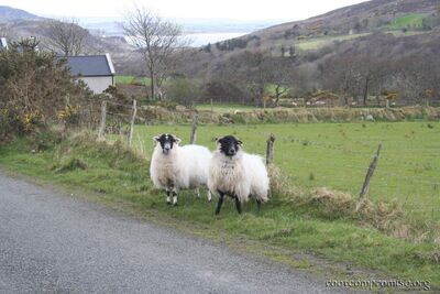 ireland_2005_056.jpg