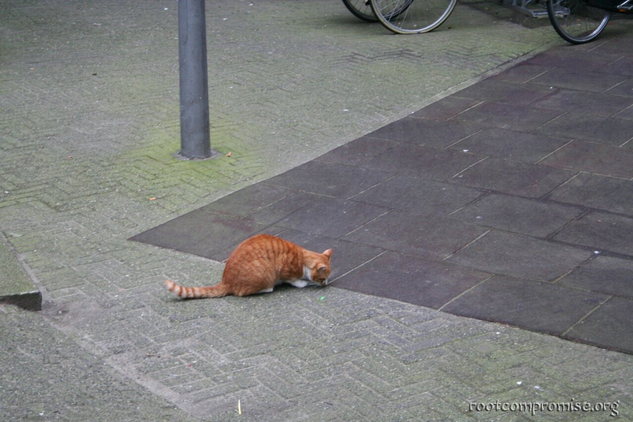 Playing with a cat with a green laser pointer.