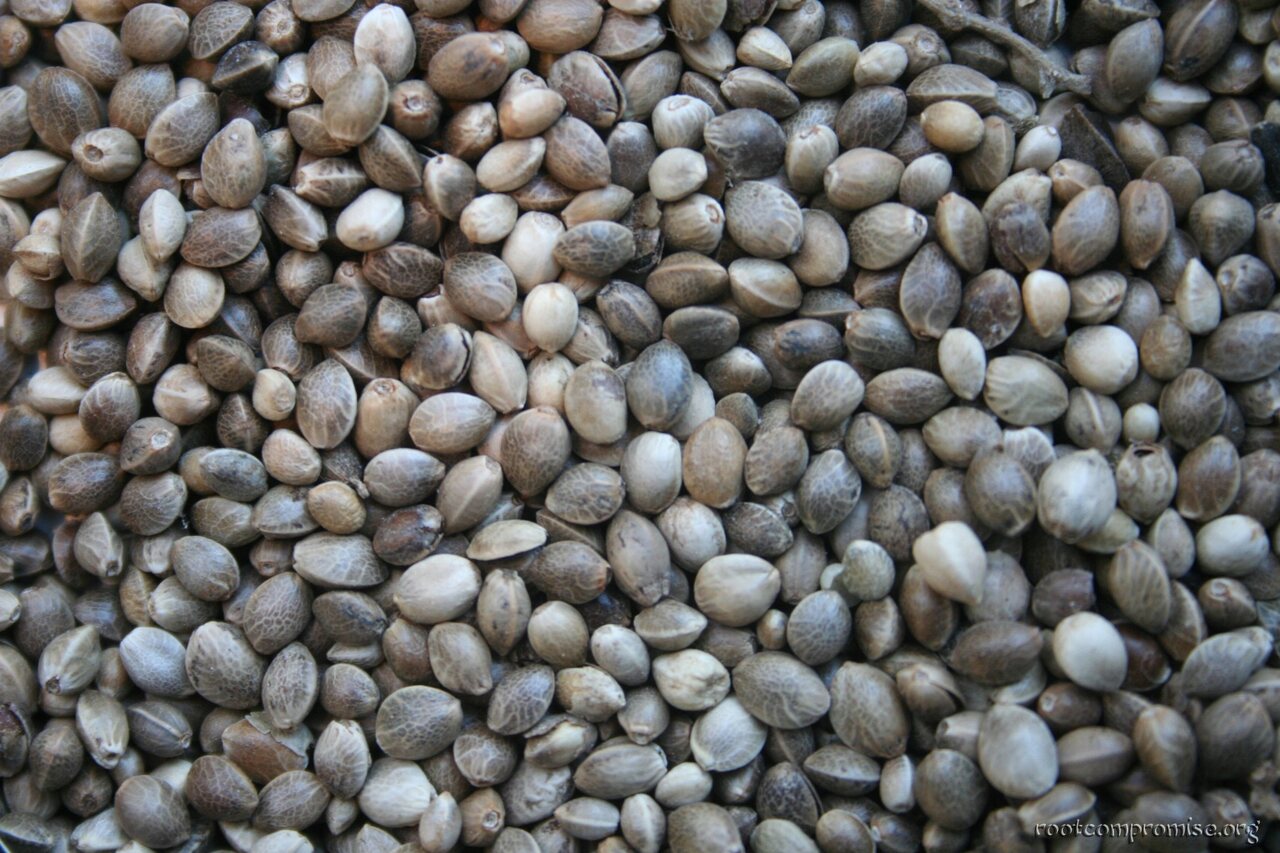 Hemp Seeds.