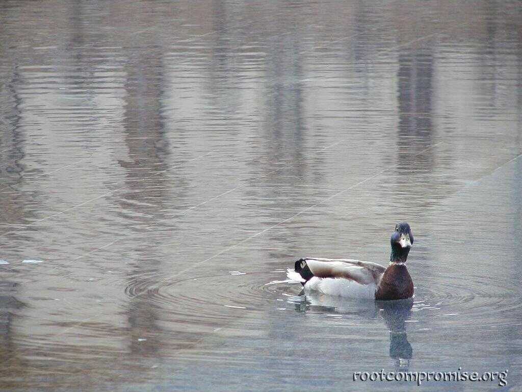 Lovre Duck!